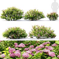 Spiraea betulifolia Pink Sparkler 01