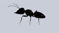 Ant - Formiga