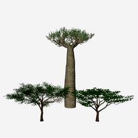 African trees