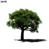 Erythrina Crista-Galli