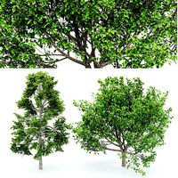 Black Gum Bradford Pear tree collection 2 trees in the scene