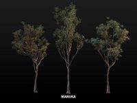 NZ manuka tree pack