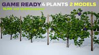Wine Plant Vineyard Grapes Game Ready