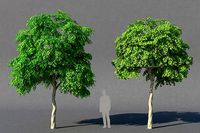 XfrogPlants Weeping Fig - Ficus Benjamina