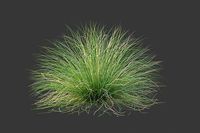 XfrogPlants Red Fescue - Festuca Rubra