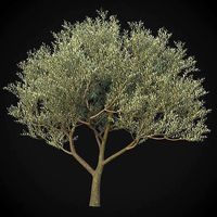 XfrogPlants Wolf Willow - Eleagnus Commutata