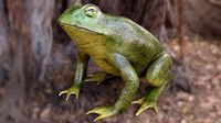 Frog Toad