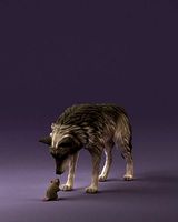 wolf and rat 1065
