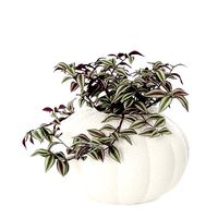 Tradescantia zebrina