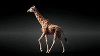 Giraffe Animated