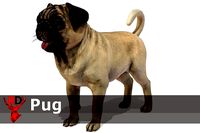 Dog - Pug