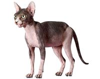 Sphynx Cat Bicolor