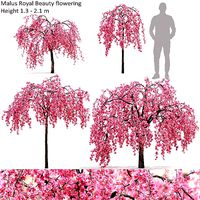 Malus royal beauty flowering 01