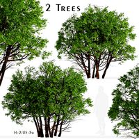 Set of Arborvitae Thuja or Northern white cedar Trees - 2 Trees
