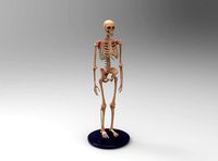 Human Skeleton