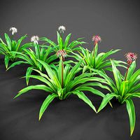 XfrogPlants Spider Lily - Crinum Asiaticum