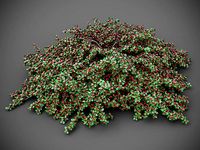 XfrogPlants Rock Cotoneaster - Cotoneaster Horizontalis