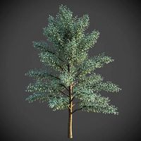 XfrogPlants Button Mangrove - Conocarpus Erectus