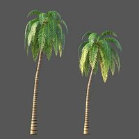 XfrogPlants Coconut - Cocos Nucifera