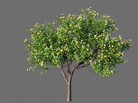 XfrogPlants Key Lime - Citrus Aurantifolia