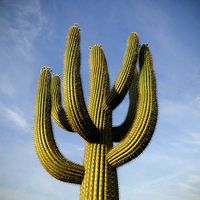 XfrogPlants Saguaro - Carnegiea Gigantea