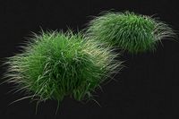 XfrogPlants Pennsylvania Sedge - Carex Pensylvanica