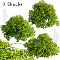 Set of Aucuba japonica or Japanese laurel Shrubs - 3 Shrubs