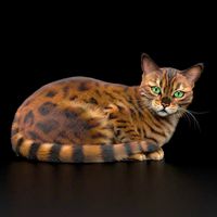 BENGAL CAT