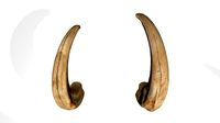 African wild boar tusks photoscan