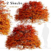 Set of Dissectum Atropurpureum or Acer Palmatum Shrubs