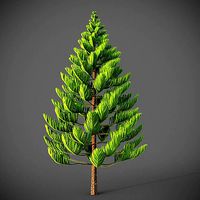 XfrogPlants Norfolk Island Pine - Araucaria Heterophylla