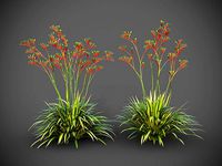 XfrogPlants Red and Green Kangaroo Paw - Anigozanthos Mangelsii