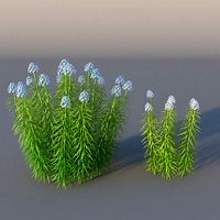 XfrogPlants Narrowleaf Bluestar - Amsonia Hubrichtii
