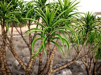 XfrogPlants Tree Aloe - Aloe Barbera
