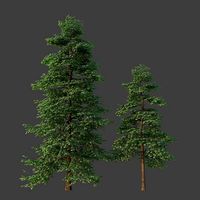 XfrogPlants Italian Alder - Alnus Cordata