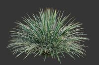 XfrogPlants Twin Flowered Agave - Agave Geminiflora