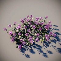 XfrogPlants Desert Sand Verbena - Abronia Villosa