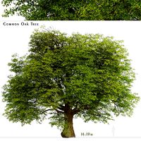 Common Oak or Quercus robur Tree - 1 Tree 3D Model