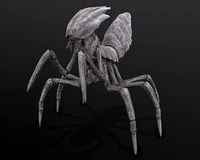 Slicer beetle