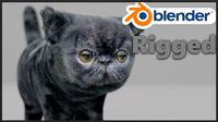 Exotic Shorthair