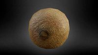 Kiwi Fruit