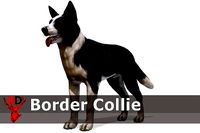Dog - Border Collie