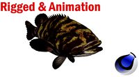 Grouper Fish Rigged and Animated