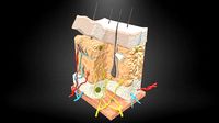 Skin anatomy