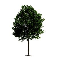 Platanus x hispanica 201SU V2