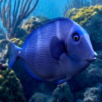 Blue Tang Fish