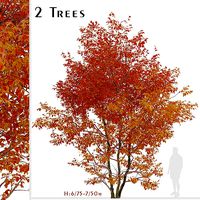 Set of Snakebark maple or Acer davidii Trees - 2 Trees