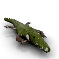 Alligator 3D Model