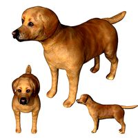 Labrador