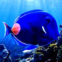 Achilles Tang Tropical Fish